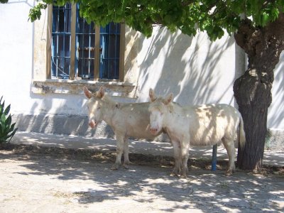 Escursioni Catamarano mezza giornata all'Asinara