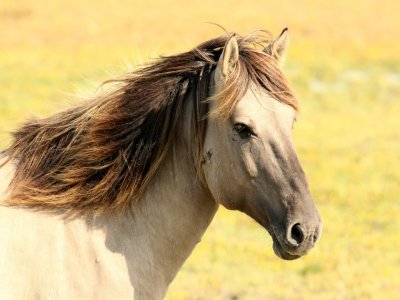 Trastevere a cavallo+lezione di equitazione 1,30h