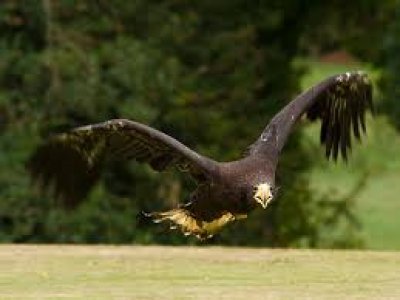 Giornata di Equitazione e Falconeria a Roma
