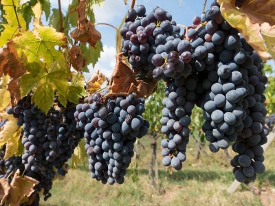Passeggiata a Cavallo e Tour Enogastronomico