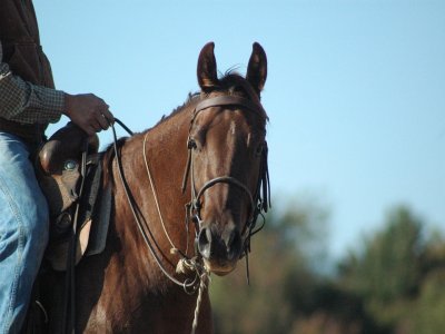 Lezione di equitazione (1 ora) a Badia Polesine