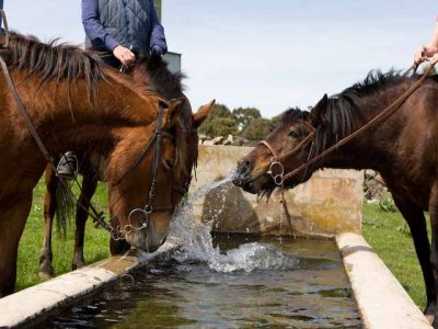 Passeggiata a cavallo per bambini a Belluno