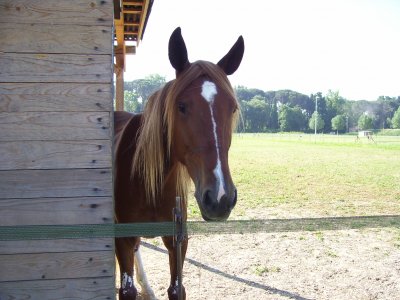 Uscita a cavallo di 3 ore per esperti a Belluno
