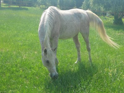 Passeggiata a cavallo di 2 ore a Volterra