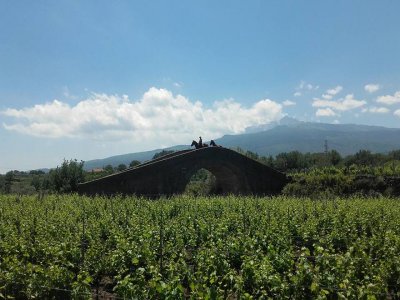Escursione a cavallo sull'Etna + degustazione vini