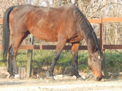 Passeggiata a cavallo di 2 ore a Solbiate