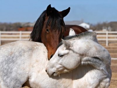 Passeggiata a cavallo di due ore in Camosciara