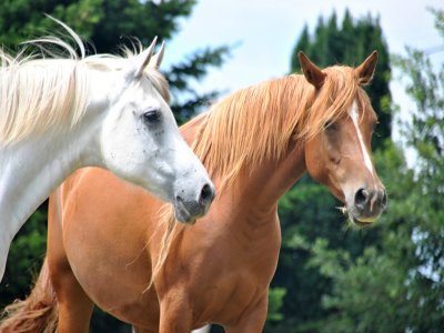 Passeggiata a cavallo di tre ore in Camosciara