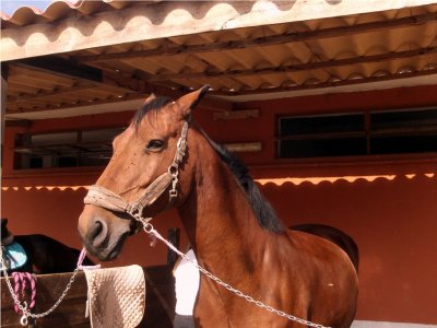 Passeggiata cavallo giornata intera in Camosciara