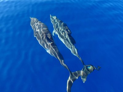 Escursione alla ricerca dei delfini, Vibo Marina