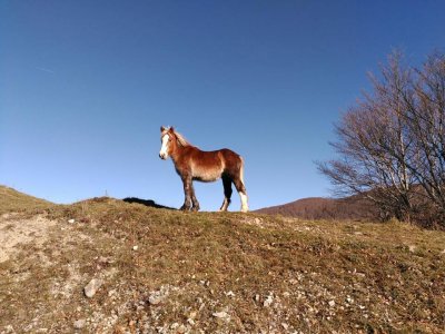 Passeggiata a cavallo di un'ora a Pignola