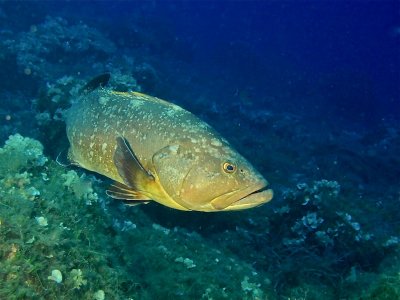 Pacchetto 5 immersioni con attrezzatura completa