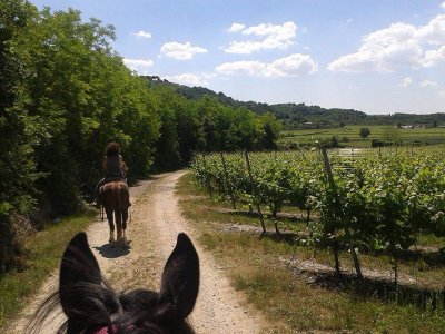 Una giornata intera a cavallo per tutti a Uzzano