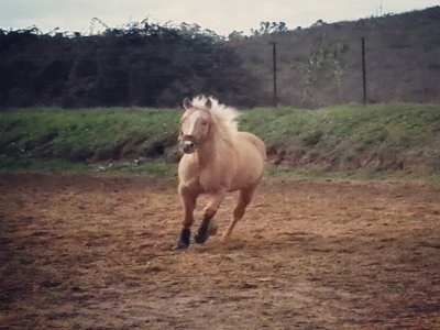 Passeggiata a cavallo (1 ora) , Enna