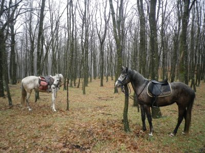 Sicily Horse Riding