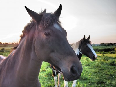 Tour a cavallo a Monteforte d'Alpone con pranzo