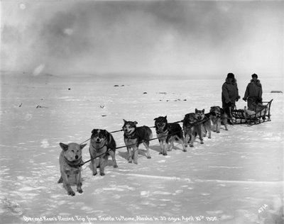 Trainati da un gruppo di cani