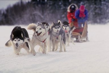 Sled dog
