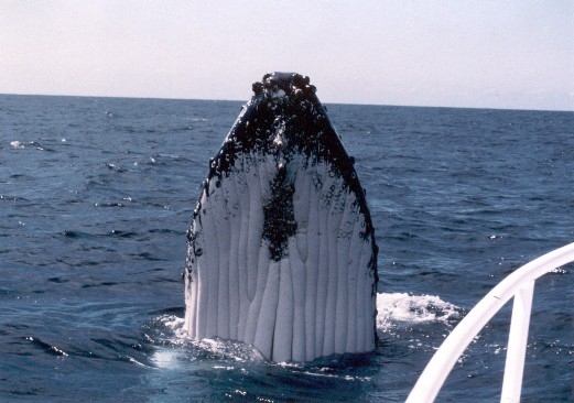 Whale watching