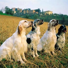cani da caccia