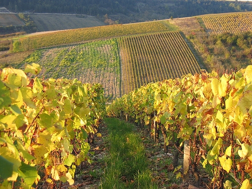 Vigneti italiani