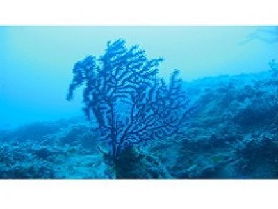Corso-Vacanza di Fotografia Subacquea nel Salento