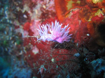 Diving Week: una settimana sub a Otranto