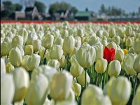  Holland Tulips de barco e mountain bike