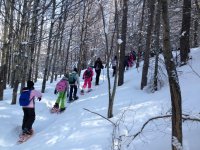 ciaspole tra gli alberi