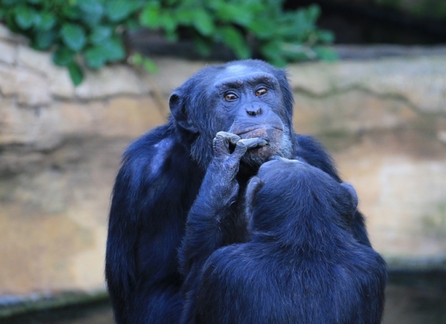 Ingresso allo Zoo Bioparco di Fuengirola per adulti