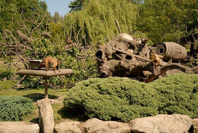 Un giorno vista allo zoo di Lugo