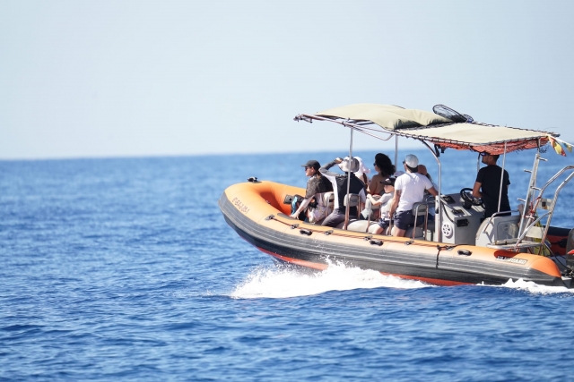 Avvistamento di Puerto Colón Cetacean, adulti 2h