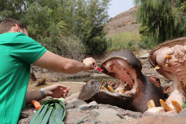Ingresso per adulti allo Zoo Oasis Wildlife Fuerteventura