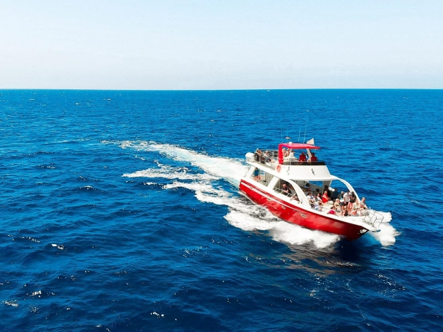 Osservazione delle balene a Los Cristianos, 2 ore