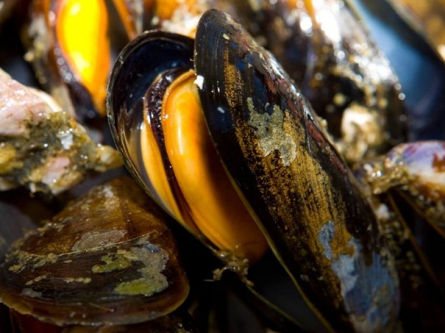 Gita in barca lungo la rotta delle cozze di Arousa 1 ora