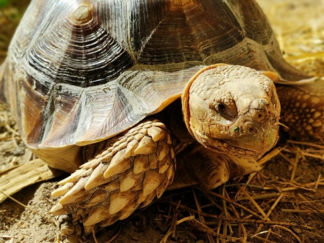 Biglietti per adulti Zoo Koki - Toledo