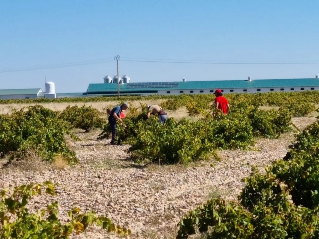 prenderci cura dei vigneti dell'azienda 