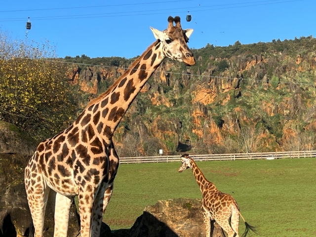 Prezzo d'ingresso Cabárceno per adulti media stagione