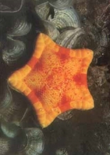  Sphaeriodiscus placenta 