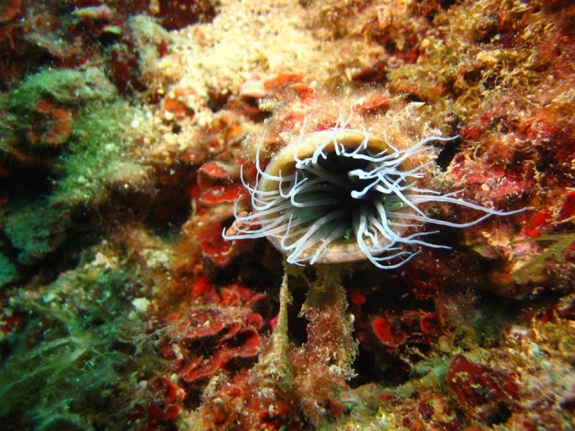  Marine flora 