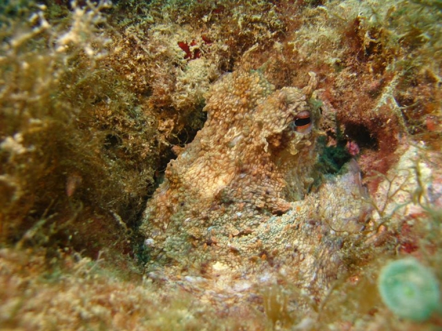  camouflaged octopus 
