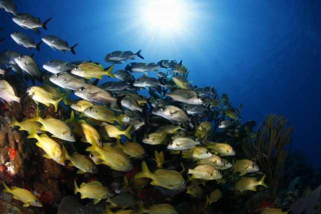  surrounded by fish 