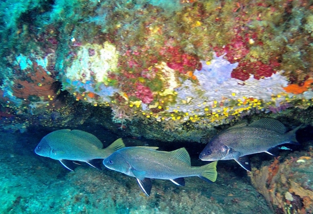  Sardische Fauna 