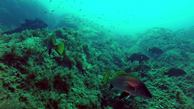  diving fish 