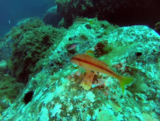  diving 