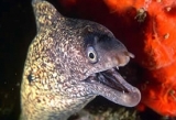  Moray eel 