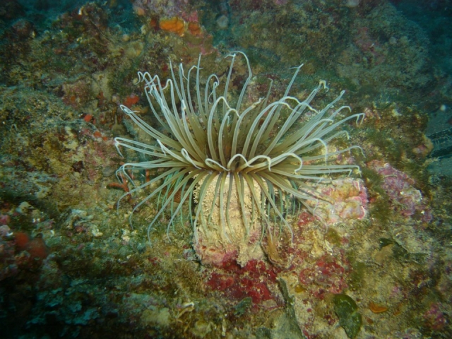  -99- en compañía de Strange Fish 