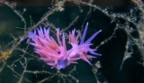  Lilac Flabellina 