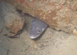  Moray Eel 