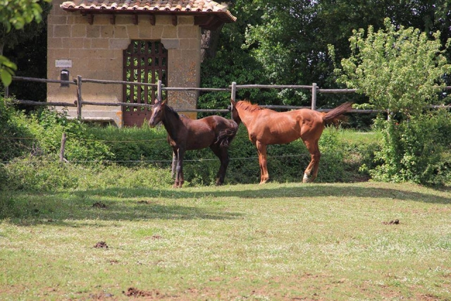  die Pferde auf unserer Ranch 